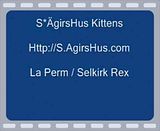 Kittens